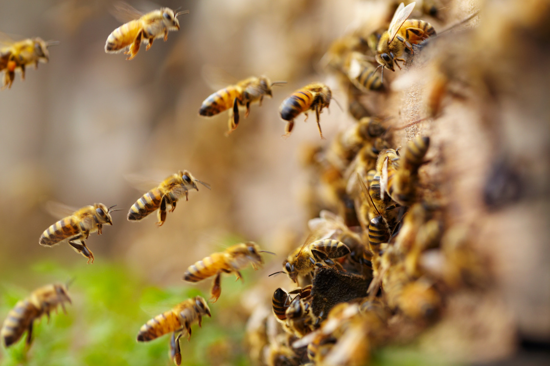 honey bees flying